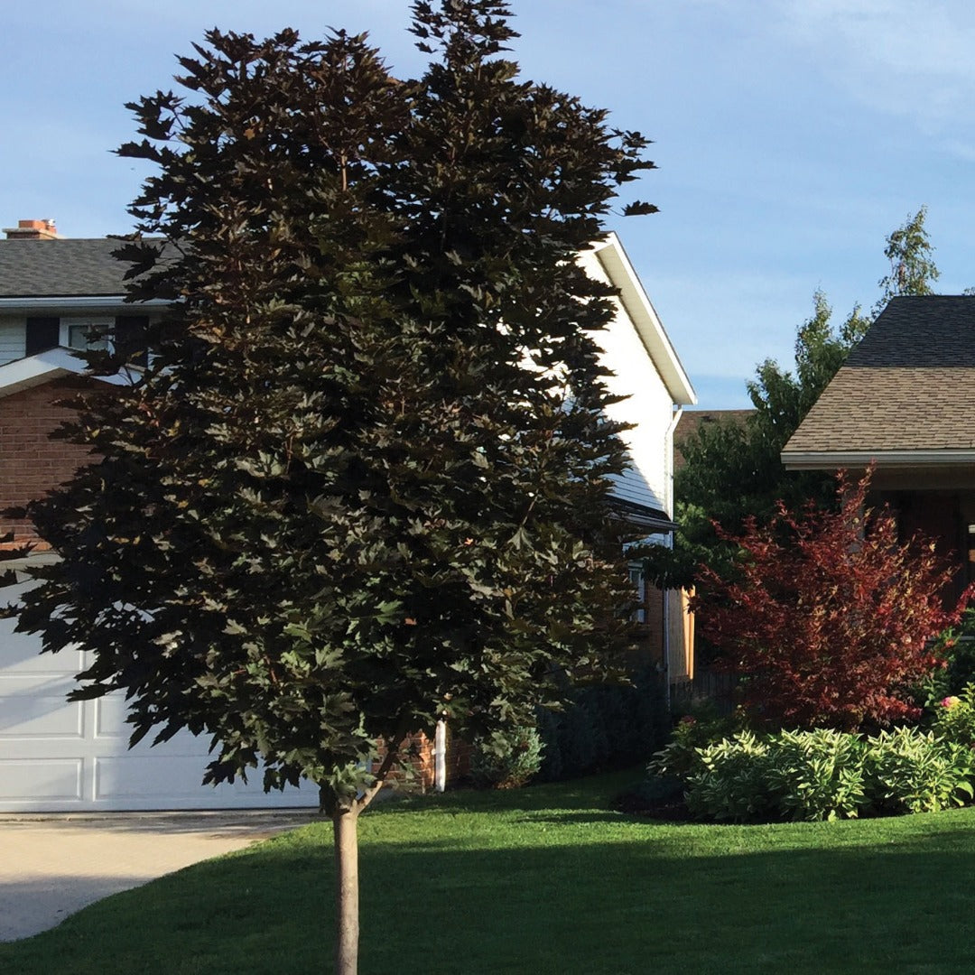 Acer platanoides 'Crimson Sentry' – Crimson Sentry Norway Maple