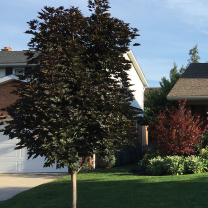 Acer platanoides 'Crimson Sentry' – Crimson Sentry Norway Maple