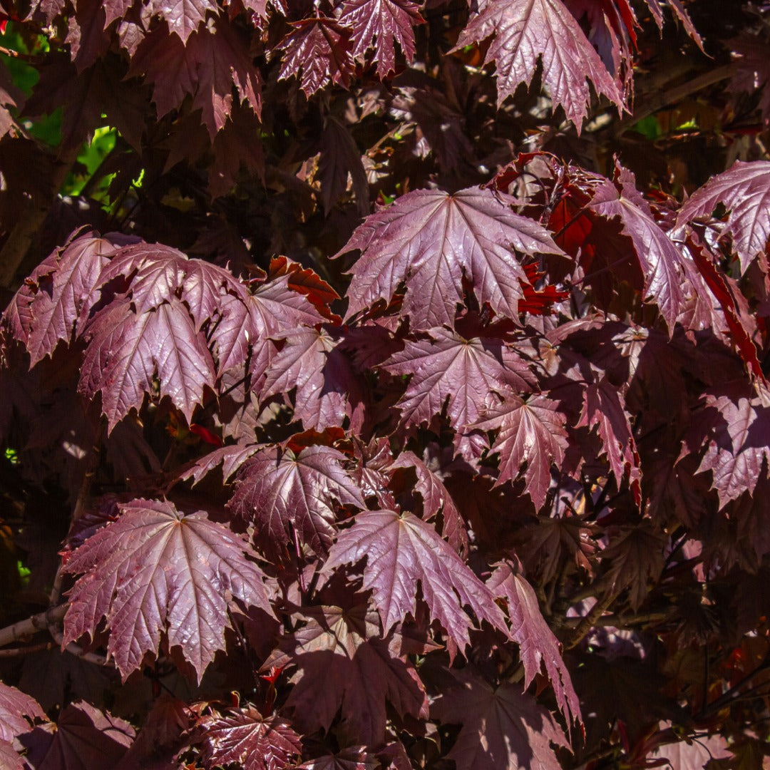 クリムゾンスカイ Intense Purple Foliage | Crimson Sentry Maple | Botanix