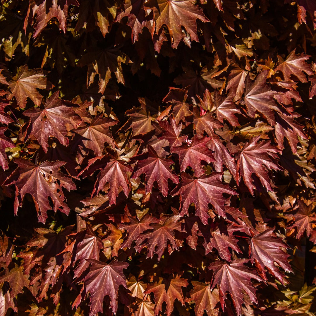 Intense Purple Foliage | Crimson Sentry Maple | Botanix
