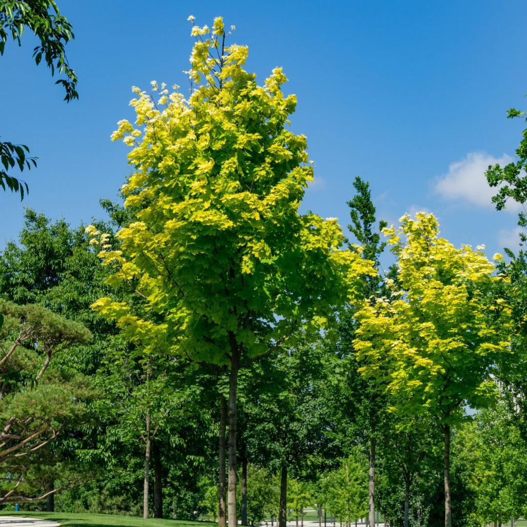 Acer platanoides 'Princeton Gold' – Érable de Norvège 'Princeton Gold'