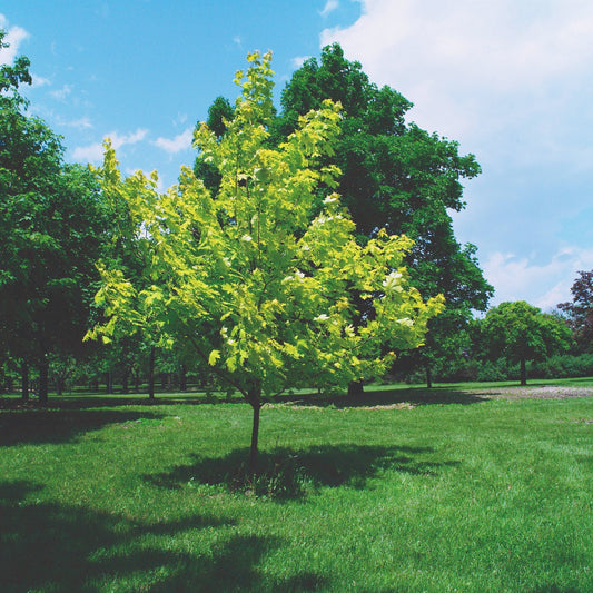 Acer platanoides 'Princeton Gold' – Princeton Gold Norway Maple