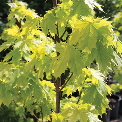 Acer platanoides 'Princeton Gold' – Érable de Norvège 'Princeton Gold'
