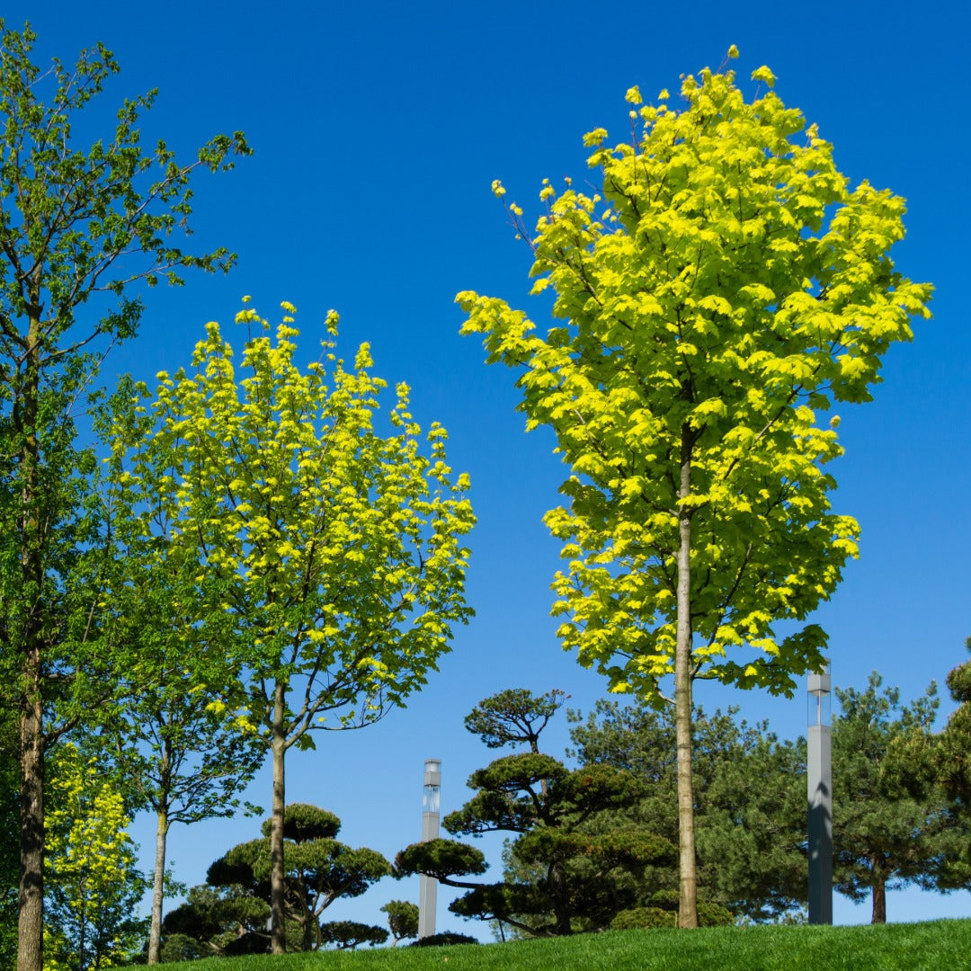 Acer platanoides 'Princeton Gold' – Érable de Norvège 'Princeton Gold'