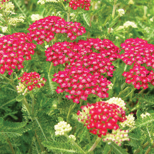 Cerise Queen' Yarrow