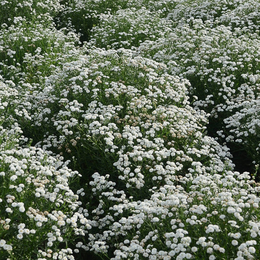 PETER COTTON TAIL® Yarrow