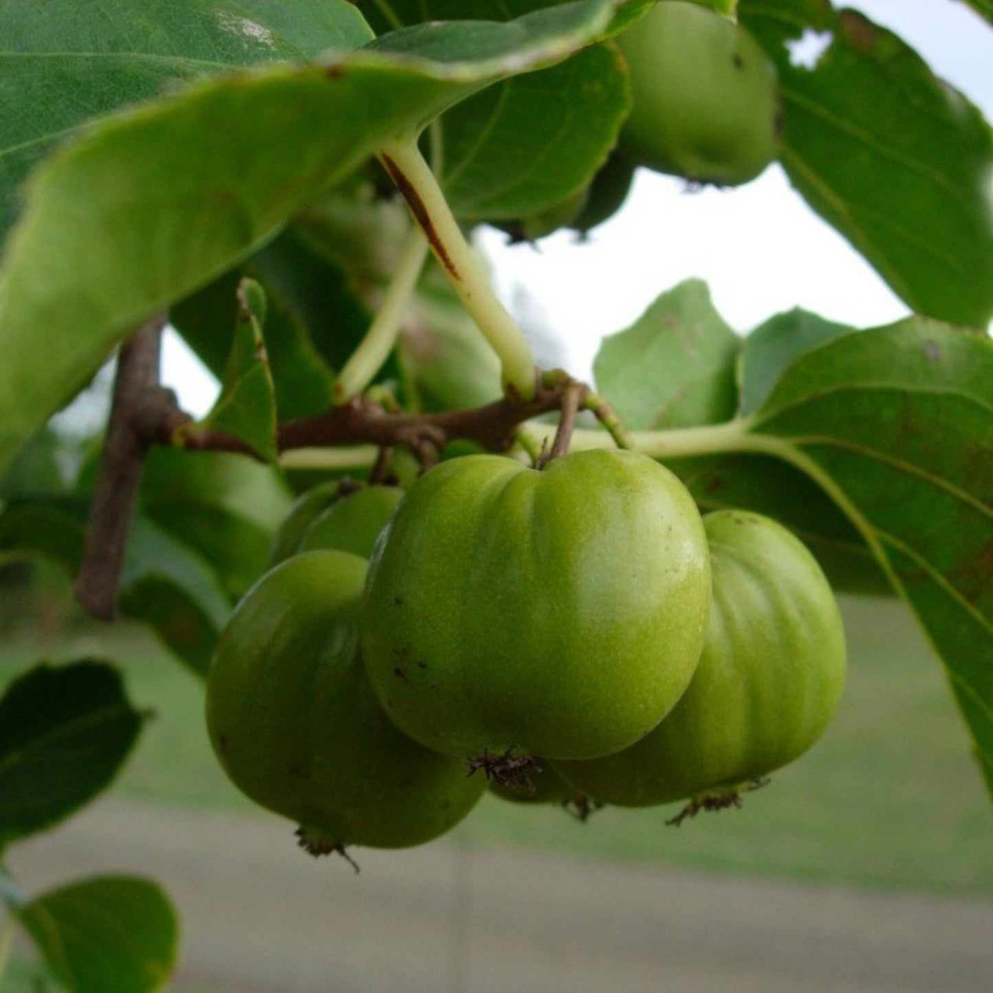 Kiwi 'Chung Bai'