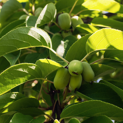 Meader' and 'Prolific' Combo Kiwi Wine