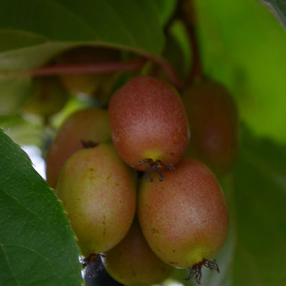 'Geneva' Hardy Kiwi - Actinidia arguta 'Geneva'