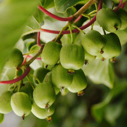 'Geneva' Hardy Kiwi - Actinidia arguta 'Geneva'