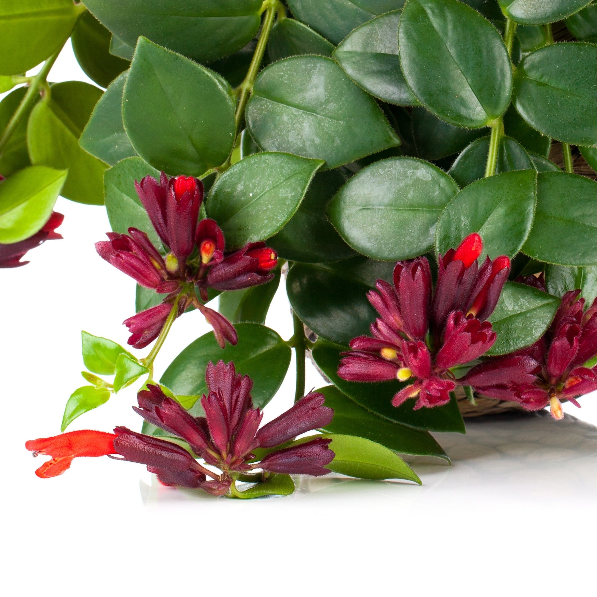 lipstick plant fertilizer Lipstick Plant (Aeschynanthus) | Exotic Red Blooms