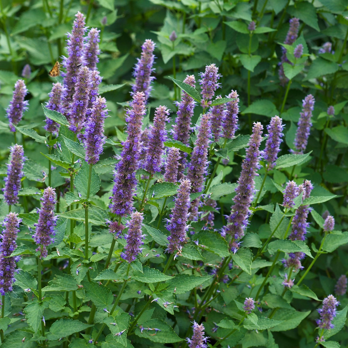 Agastache foeniculum – Agastache fenouil
