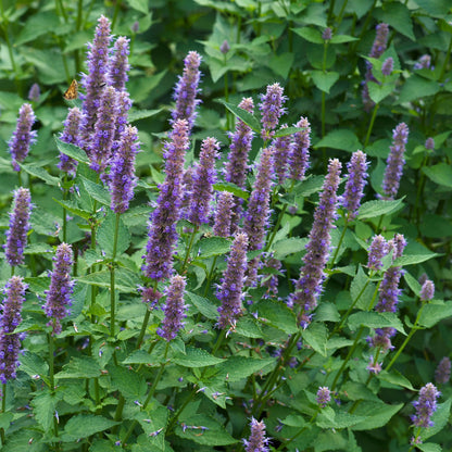 Agastache foeniculum – Agastache fenouil