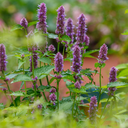 Agastache foeniculum – Agastache fenouil