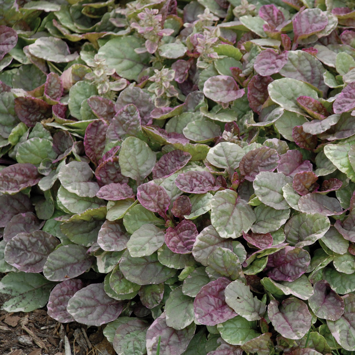 Bugleweed Types Burgundy Glow' Bugleweed – Jardineries Botanix