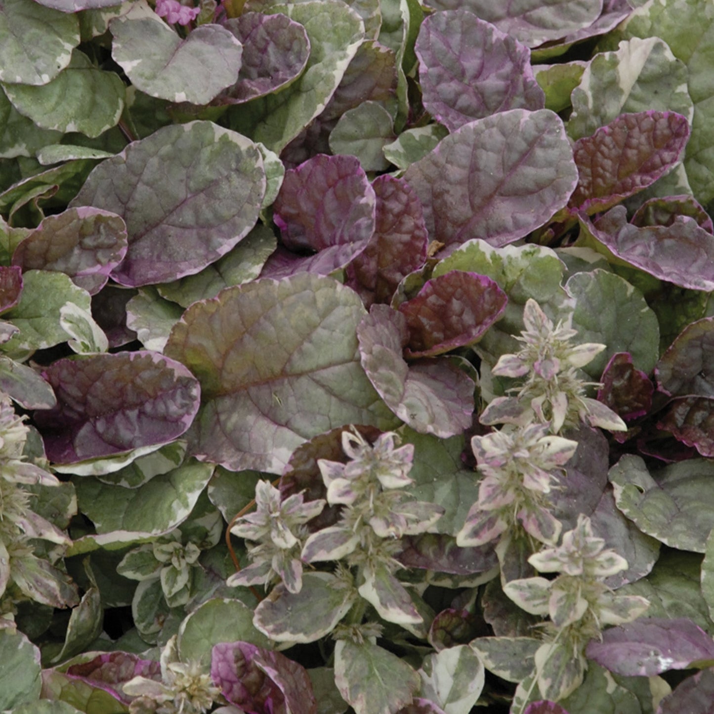 Bugle rampant 'Burgundy Glow'