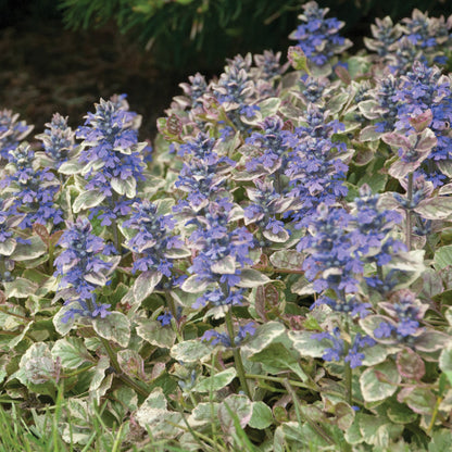 Bugle rampant 'Burgundy Glow'