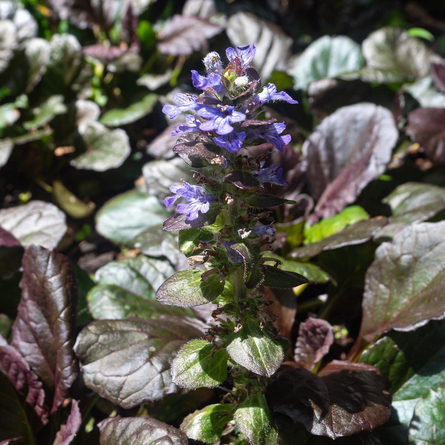 Bugle rampant 'Mahogany'