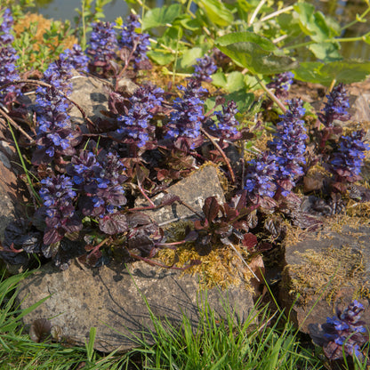 Bugle rampant 'Mahogany'