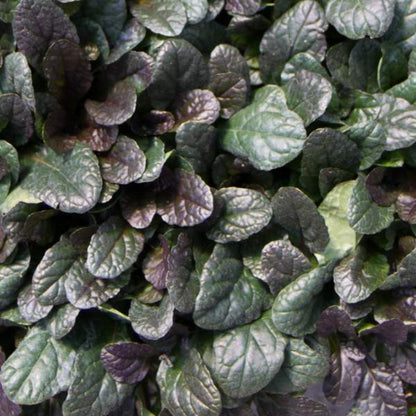 Bugle rampant 'Mahogany'