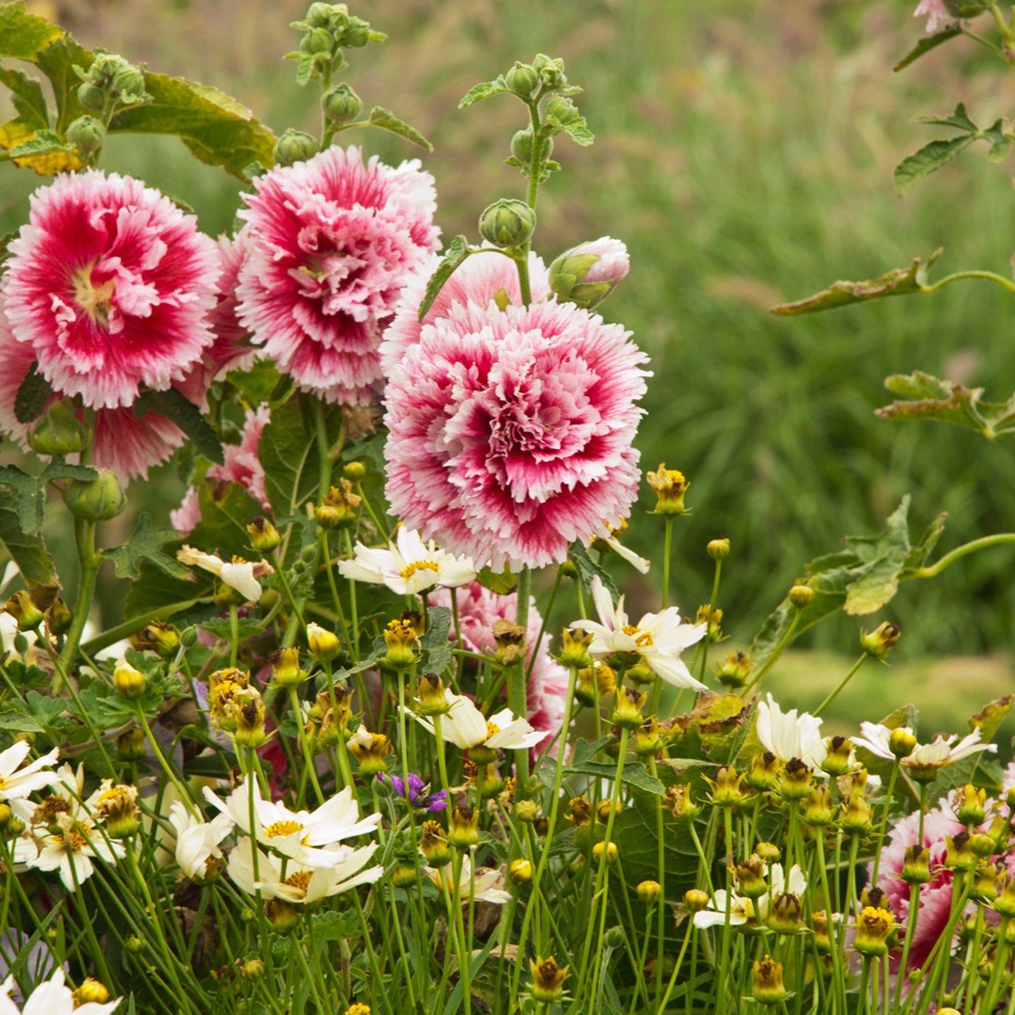 Fiesta Time' Hollyhock