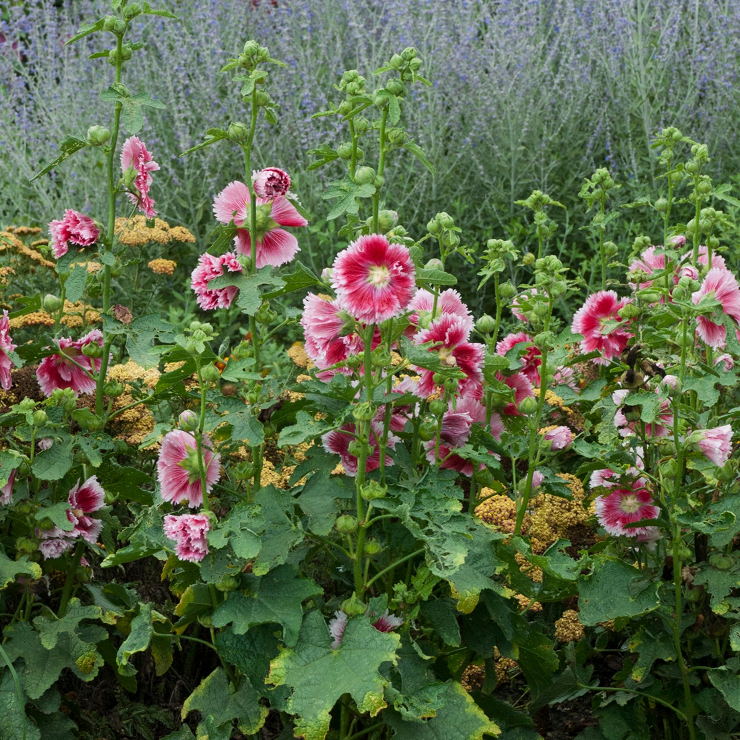 Fiesta Time' Hollyhock