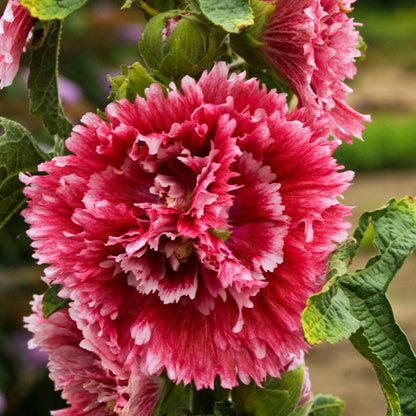 Fiesta Time' Hollyhock