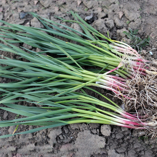 Sainte-Anne Shallot