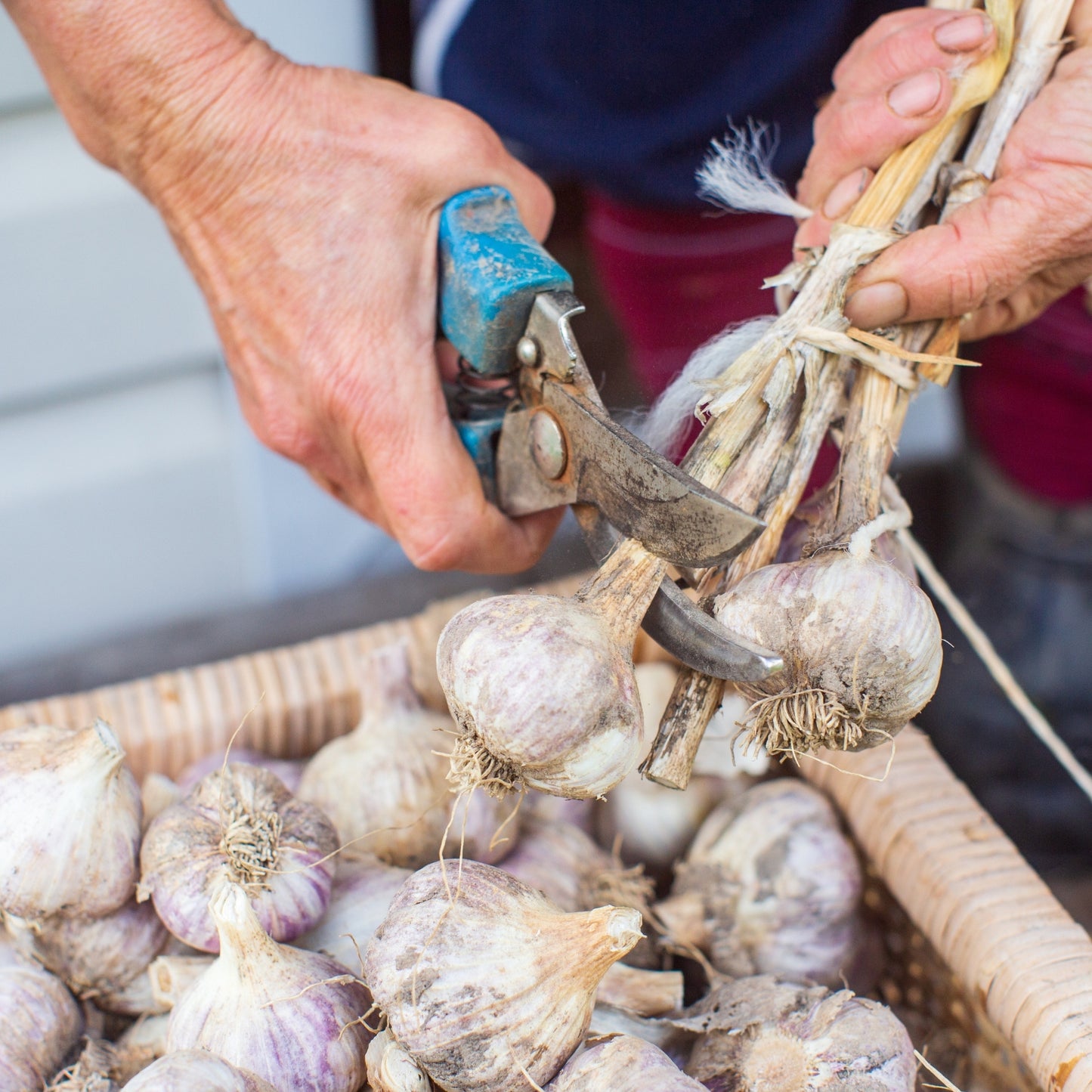 Music Hardy Garlic