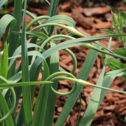 Music Hardy Garlic