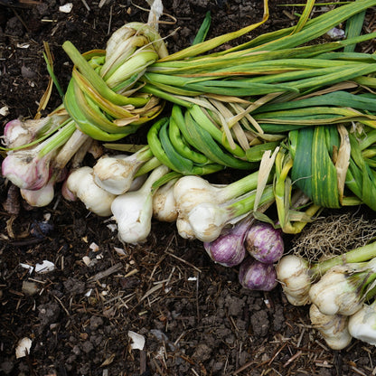 Music Hardy Garlic