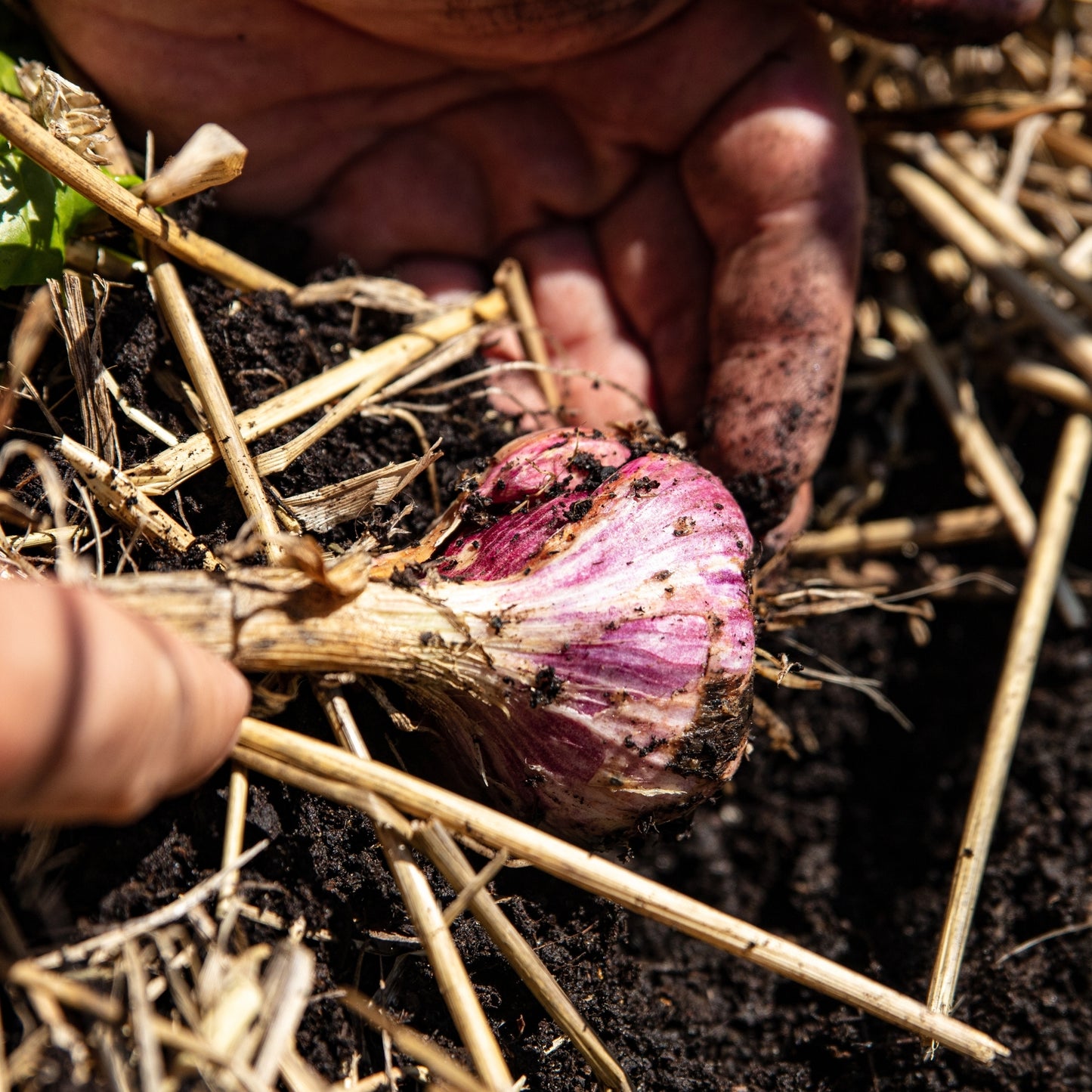 Music Hardy Garlic