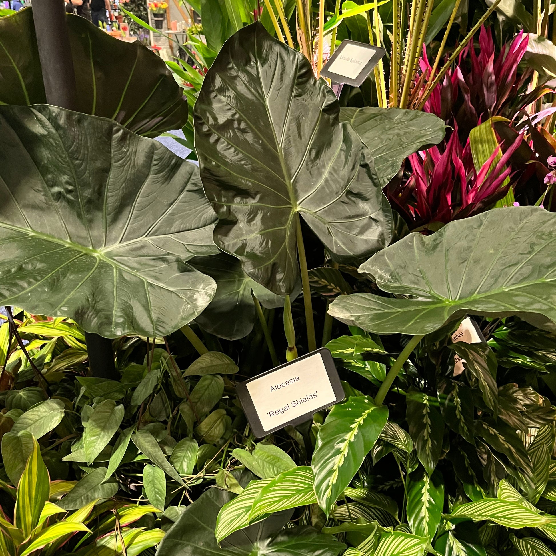 elephant ear plant alocasia regal shield Alocasia 'Regal Shield' – Majestic Tropical Plant