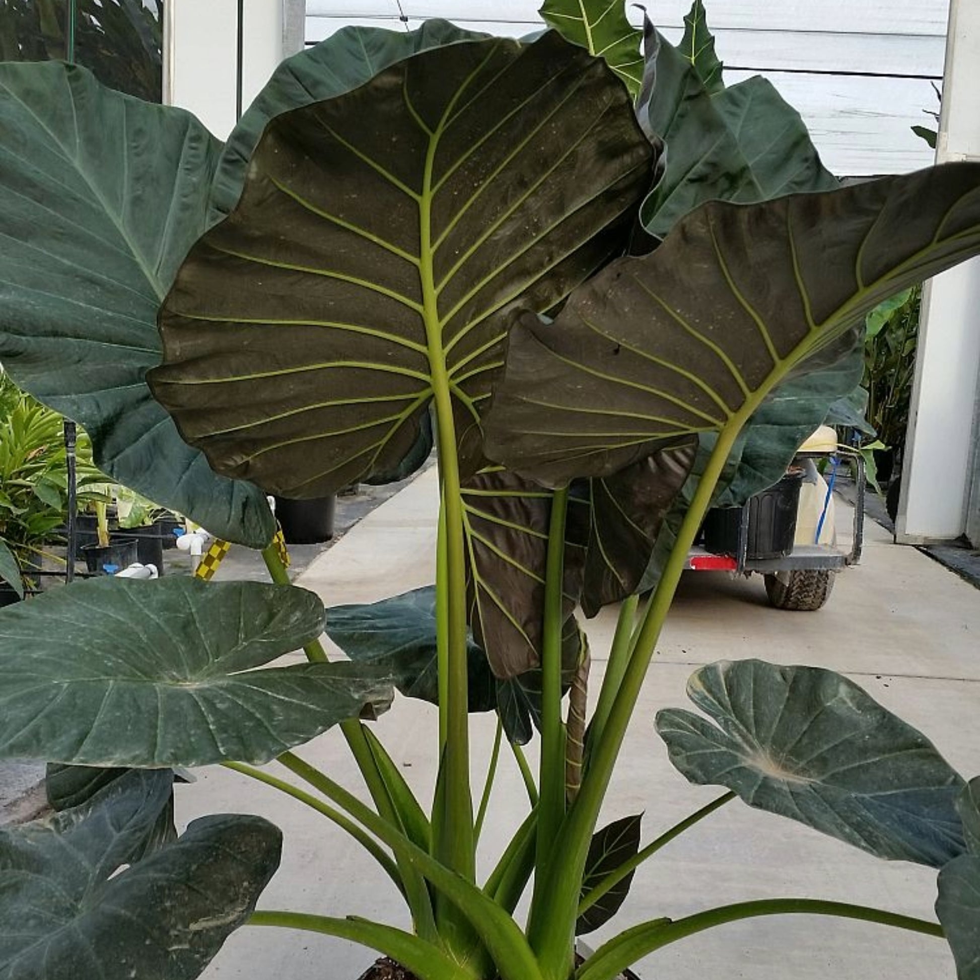 gold regale elephant ear plant Alocasia 'Regal Shield' – Majestic Tropical Plant