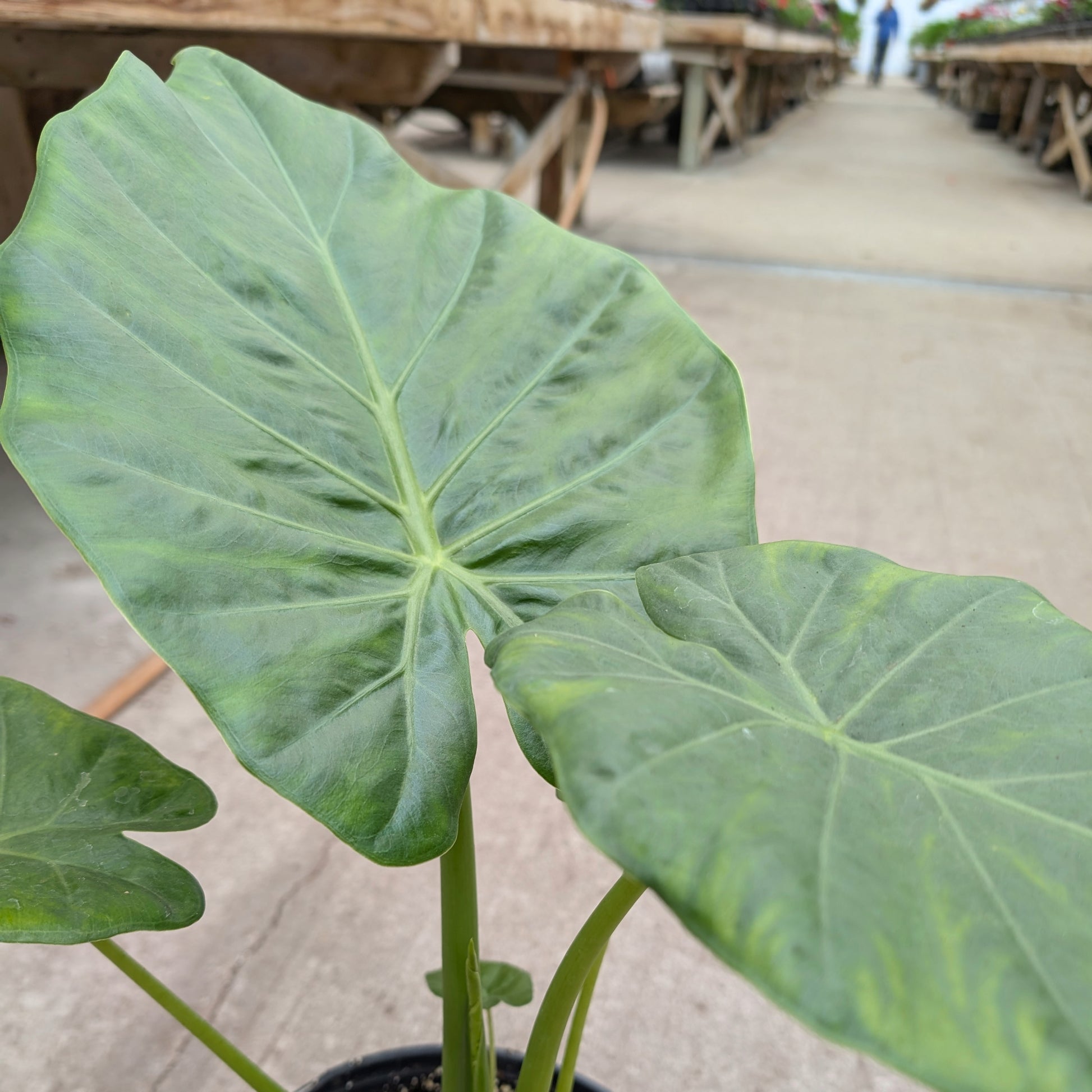elephant ear plant poisonous to humans Alocasia 'Calidora' | Giant Tropical Indoor Plant