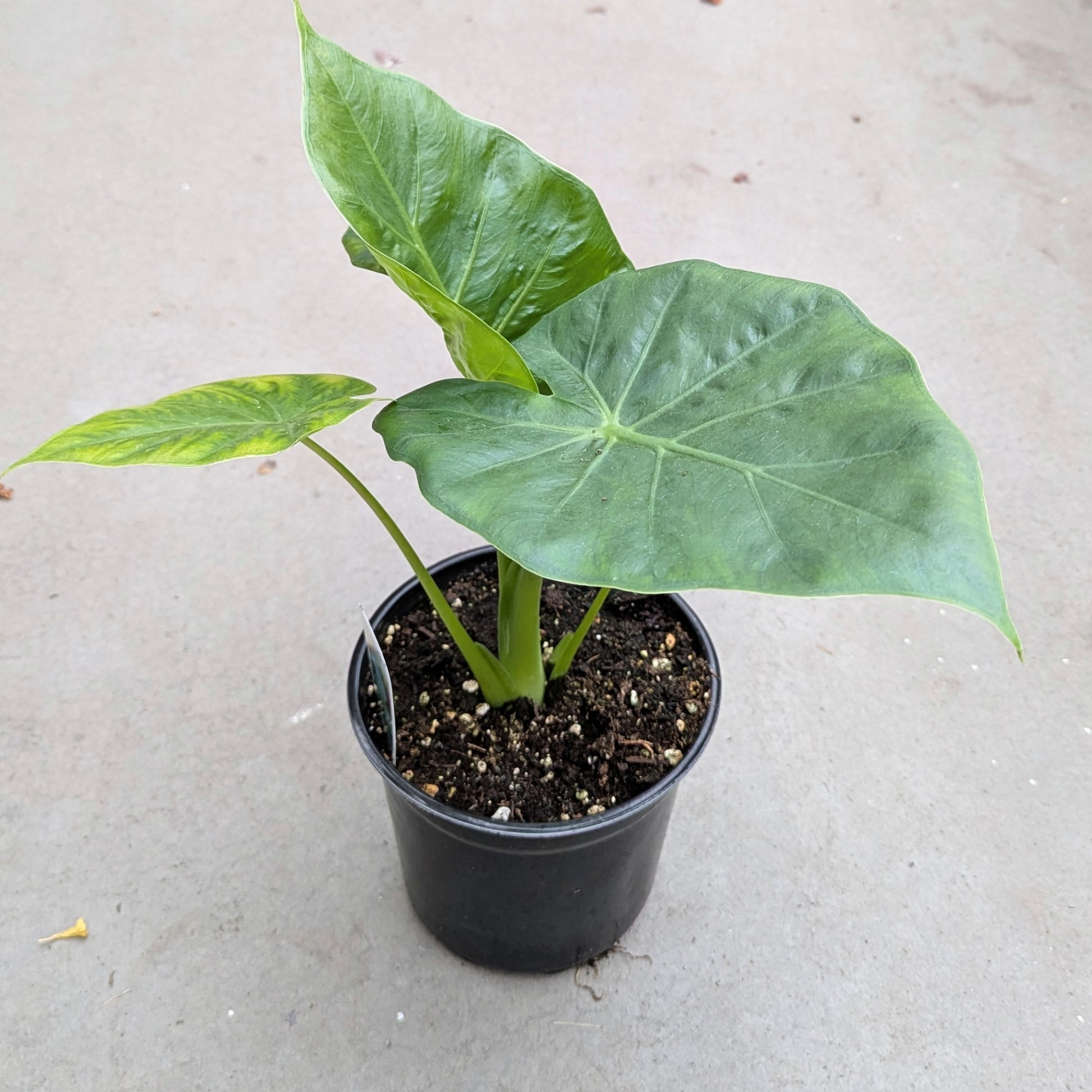 are elephant ear plants toxic to humans Alocasia 'Calidora' | Giant Tropical Indoor Plant