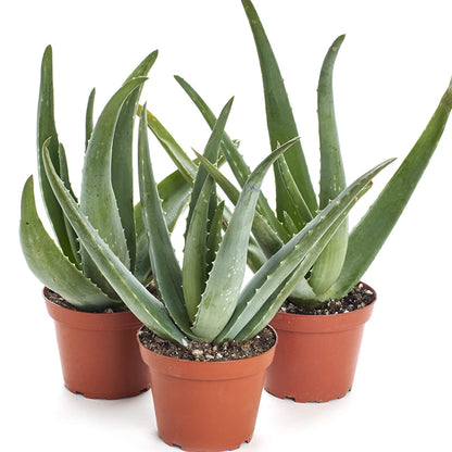 Aloès - Aloe vera