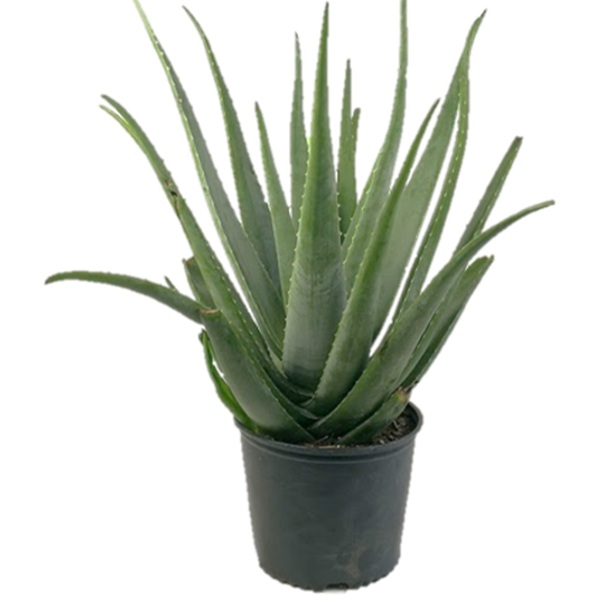 aloe vera plante entretien Aloès