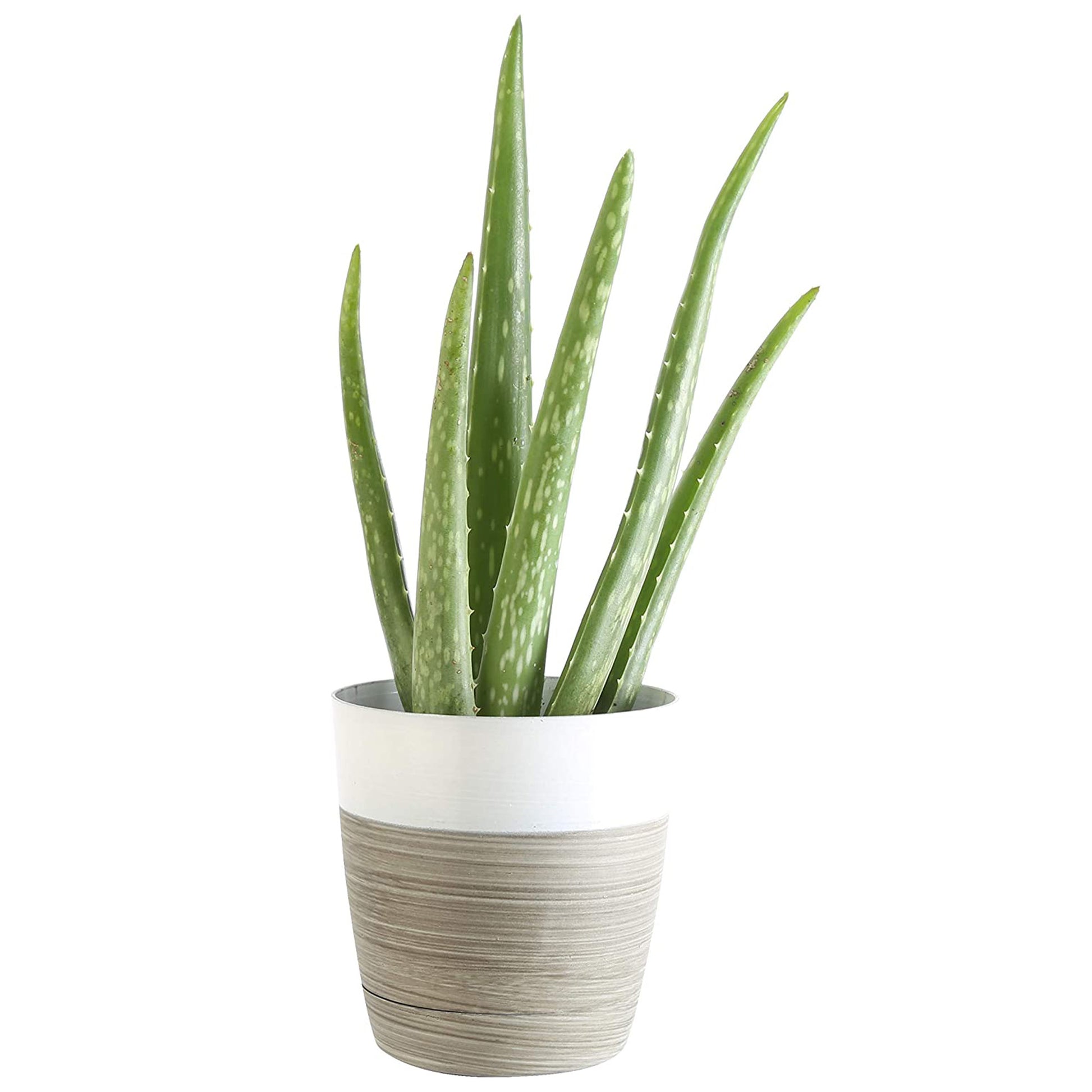 dreaming about aloe vera plant Aloe vera – Jardineries Botanix