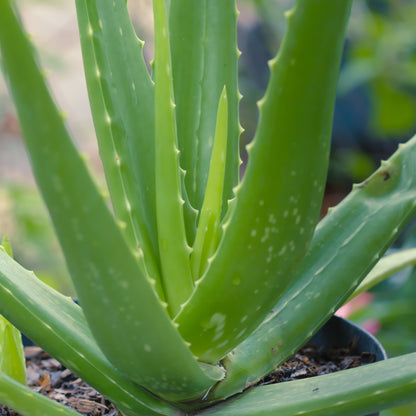 Aloès - Aloe vera