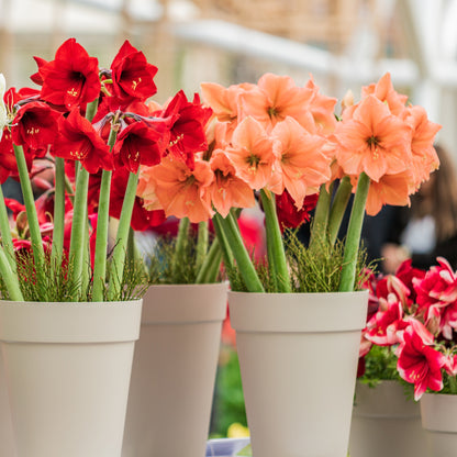 Hippeastrum - Amaryllis