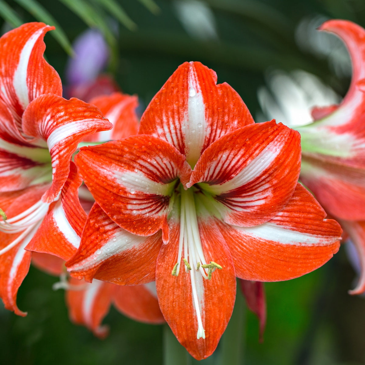 Hippeastrum - Amaryllis