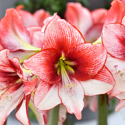Hippeastrum - Amaryllis