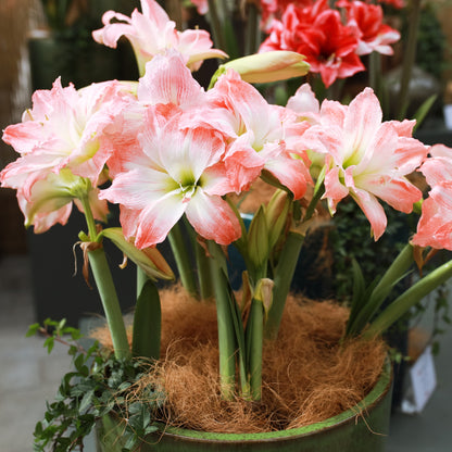 Hippeastrum - Amaryllis