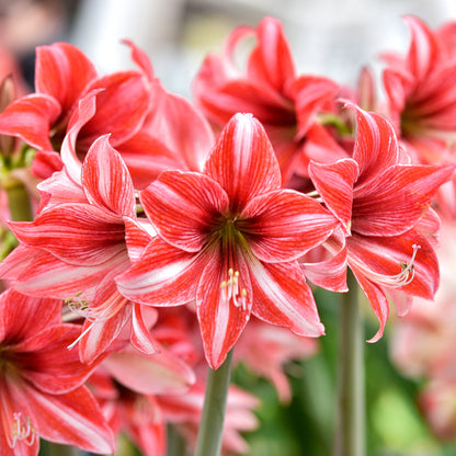 Hippeastrum - Amaryllis