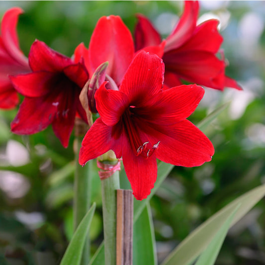 Hippeastrum - Amaryllis