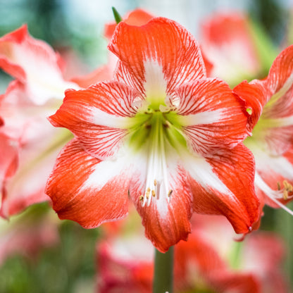 Hippeastrum - Amaryllis