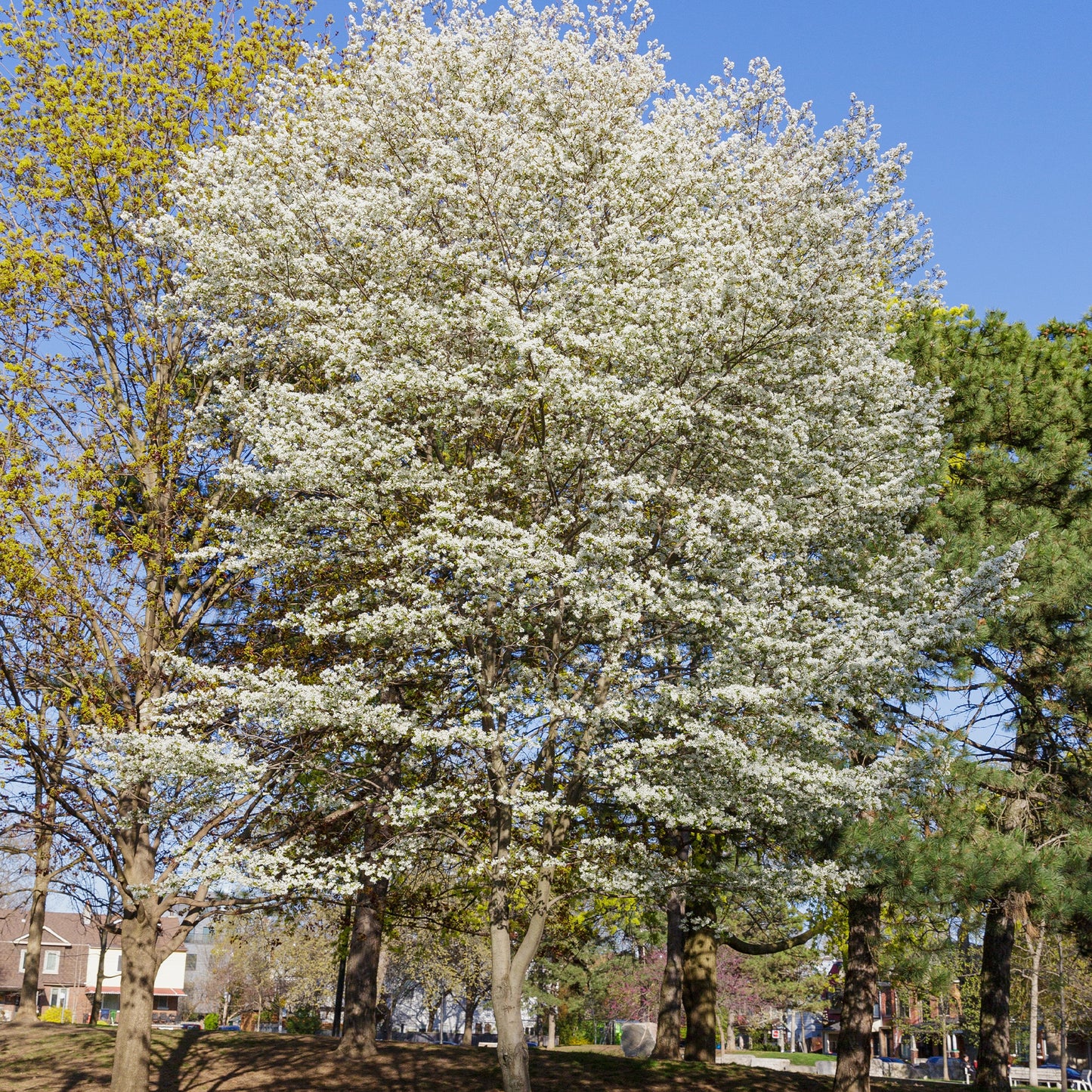 Canadian Serviceberry