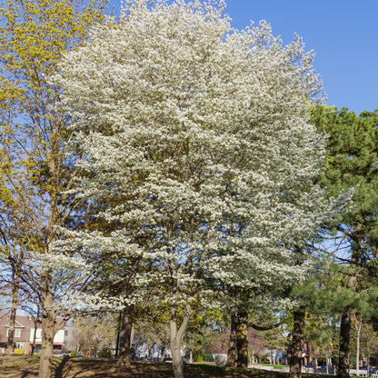 Canadian Serviceberry