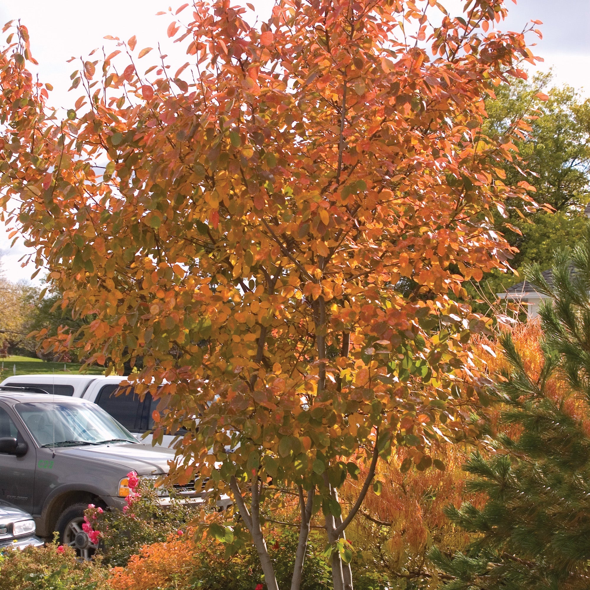 Amélanchier à Grandes Fleurs 'Autumn Brilliance' – Jardineries Botanix